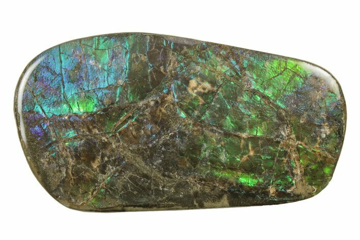 Blue/Purple/Green Ammolite (Fossil Ammonite Shell) - Alberta #242931